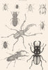 INSECTS. Entomology; Rose- Beetles; Stag- Beetles; Calloodes 1860 old print