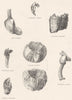 CIRRIPEDES. Scalpellum Vulgare; Tubicinella trachealis; Conchoderma 1860 print