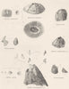CIRRIPEDES. Pyrgoma Cancellatum; Chelonobia testudinaria; Conia porosa 1860
