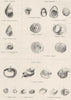 MOLLUSCS.Viviparidae.Bengalenis;paludina costata;vulgaris;Calyptraeidae 1860
