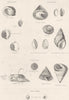 MOLLUSCS. Neritinidae; Turbinidae; Trochidae; Gadiniidae 1860 old print