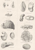 MOLLUSCS. Amphustridae; Butlidae; Aplysiidae; Philinidae; Pleurobranchidae 1860
