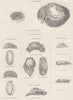 MOLLUSCS. Umbrellidae; Onchidoridae; Dorididae; Goniodoridae 1860 old print