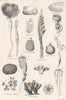 MOLLUSCS.Distoma rubrum sav;Cynthia canopus;Clavelina borealis;Botryllus 1860