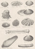 MOLLUSCS. Veneridae; Tellinidae; Mactridae; Chamidae; Mutelidae; Cardiidae 1860