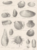 MOLLUSCS.Solenomyidae;Lucinidae;Unionidae;Aetheriidae;Mytilidae;Trigoniidae 1860