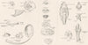 MOLLUSCS.Conchology terms;Symmetrical Univalves;Serial Mollusca;Cirrihpeds 1860
