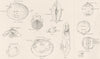 MOLLUSCS. The Terms used in Conchology; Bivalve Shells; Lamplike Shells 1860