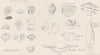 MOLLUSCS. Terms used in Conchology; The Opercula of Shells 1860 old print