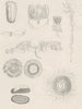 ACALEPHAE. Stara Zagora macrostoma; Janira hexagona; Rhizophysa planostoma 1860