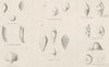 AMOEBOIDS. Rhizopoda; Nodosaria laevigata; Marginulina Raphanus; Pavonina 1860