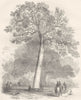 WINDSOR. Queen Victoria's Tree 1850 old antique vintage print picture