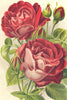 ROSES. Fisher Holmes; General Jacoueminot 1903 old antique print picture