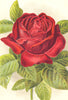 ROSES. Ulrich Brunner 1903 old antique vintage print picture