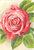 ROSES. Suzanne Marie Rodocanachi 1903 old antique vintage print picture