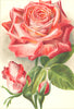 ROSES. Mrs. John Laing 1903 old antique vintage print picture