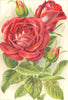 ROSES. Gustave Piganeau 1903 old antique vintage print picture