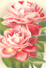 ROSES. Mrs. R. G. Sharman Crawford 1903 old antique vintage print picture