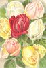 ROSES. Niphetos Catherine Mermet General Jacqueminot Sunrise Marechal Niel 1903