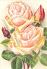 ROSES. Safrano 1903 old antique vintage print picture