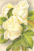 ROSES. Niphetos 1903 old antique vintage print picture