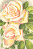 ROSES. Catherine Mermet 1903 old antique vintage print picture