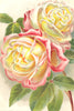 ROSES. Marie Van Houtte 1903 old antique vintage print picture