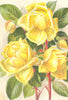 ROSES. Perle Des Jardins 1903 old antique vintage print picture