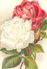 ROSES. Climbing Countess of Oxford; Innocent Pirola 1903 old antique print