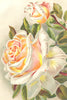 ROSES. Hon Edith Gifford 1903 old antique vintage print picture