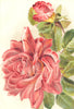 ROSES. Madame De Watteville 1903 old antique vintage print picture