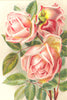ROSES. Sunset 1903 old antique vintage print picture