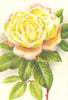 ROSES. The Bride 1903 old antique vintage print picture