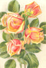 ROSES. Sunrise 1903 old antique vintage print picture