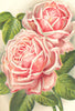 ROSES. La France 1903 old antique vintage print picture