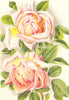 ROSES. Grace Darling 1903 old antique vintage print picture