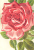 ROSES. Mrs. W. J. Grant 1903 old antique vintage print picture