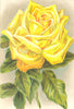 ROSES. Marechal Niel 1903 old antique vintage print picture