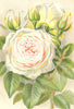 ROSES. Souvenir de la Malmaison 1903 old antique vintage print picture
