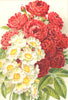 ROSES. Turner's Crimson Rambler; Rosa Multiflora 1903 old antique print