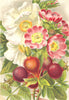 ROSES. Rosa Moschata; Rosa Pomifera 1903 old antique vintage print picture