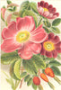 ROSES. Rosa Gallica; Rosa Alpina 1903 old antique vintage print picture