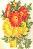 ROSES. Rosa Lutea; Copper Austrian Briar 1903 old antique print picture