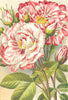 ROSES. Rosa Mundi; York and Lancaster 1903 old antique vintage print picture