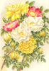 ROSES. Spinosissima Lutea; Rosa Acicularis Nipponensis. Alba 1903 old print