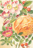 ROSES. R. Blanda; R. Mollis; R. Fortuneana 1903 old antique print picture