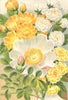 ROSES. Banksiae; Double White Banksian; Yellow; Macartney Rose 1903 old print