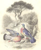 BIRDS. Ring Pigeon. Original hand colouring. Prideaux John Selby 1835 print
