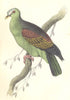 BIRDS. Vinago Aromatica. Original hand colouring. Prideaux John Selby 1835