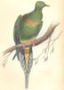 BIRDS. Vinago Oxyura. Original hand colouring. Prideaux John Selby 1835 print